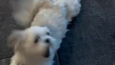 Dog dances while owner sings Happy Birthday!