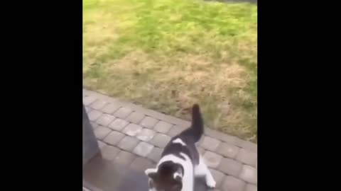 Cute Dogs and Cats Being Ridiculously Funny.