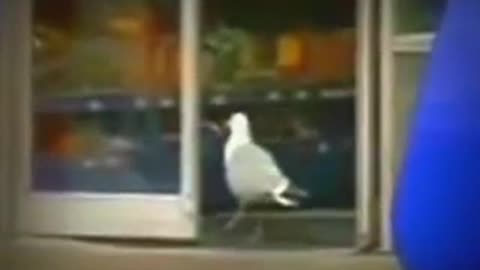 Seagull robs pack of crisps