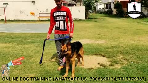 DOG TRAINING ACADEMY