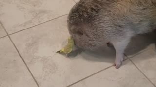 Mini pig & Parakeet