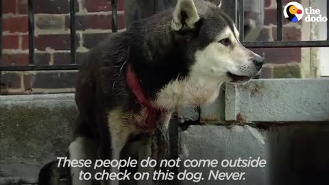 Dog Trapped In Puppy Collar Gets Better | The Dodo