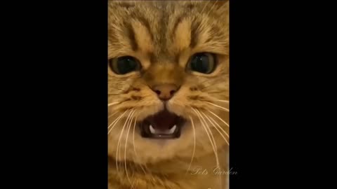 Omg So Cute Cats Best Funny Cat Videos 2022