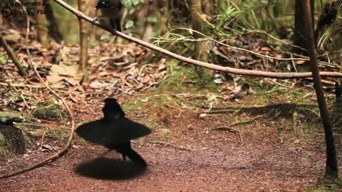 Beautifull Birds with good Sounds