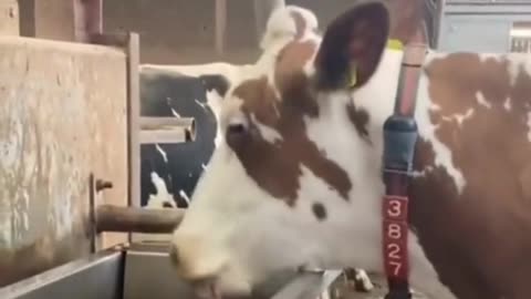 Funny and Crazy Farm Animals