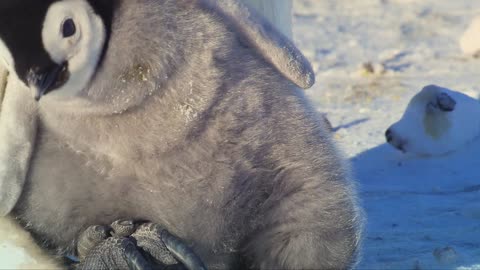 Super cute penguin chick tries to make friends | Snow Chick: A Penguin's Tale - BBC