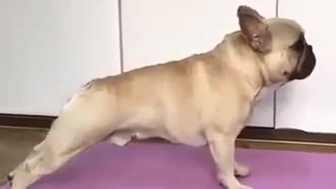 French dog perfectly mimic owners yoga moves on it's own