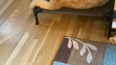 Goldendoodle loves to go for walk