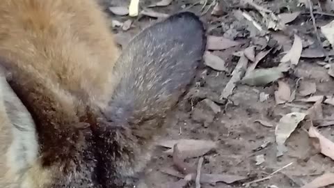 Goggles and the Ducks Get All the Treats