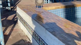 Talking Bird Las Rocas