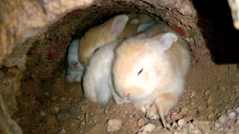 Rabbit puppies in the hole!