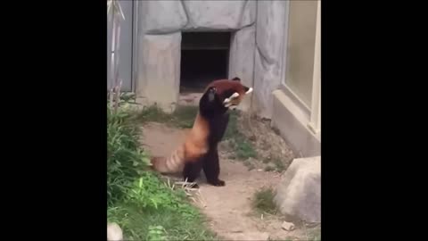 Funny Red Panda COMPILATION