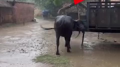 The Cow Was Struck By Lightning|گاو را رعد و برق گرفت