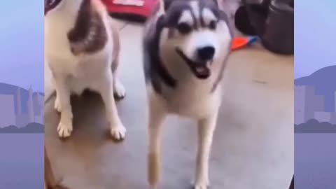 Funny Dog