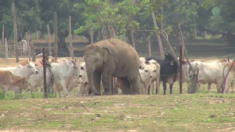 Baby Elephant And Cows