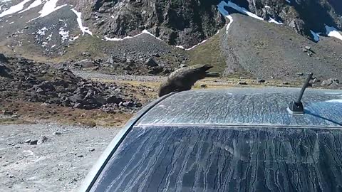 New Zealand Kea Destroys Rental Car