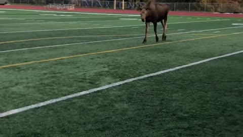 Moose Shows Off Soccer Skills