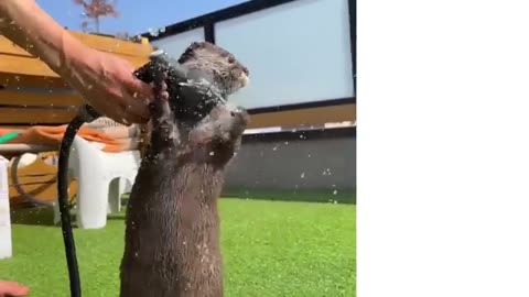 Otters can't wait to swim in new pool