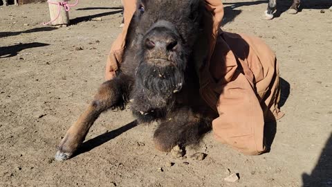 Young bison wearing my coat!