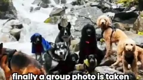 Dogs Taking The Bus To Doggie Daycare