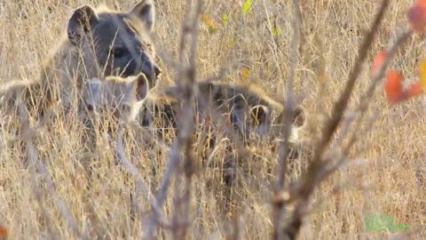 Cute Lion Cubs and Baby Hyenas Playing Together