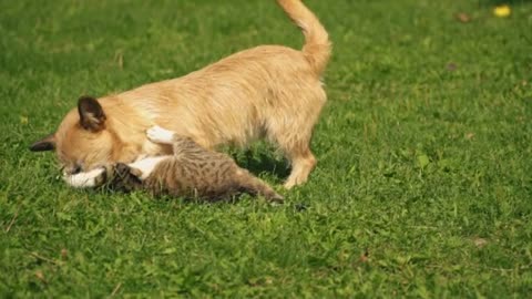 Time for romance and play between a cat and a dog