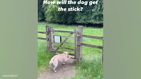 FUNNY DOG VIDEOS of 2024! 🤣🤣