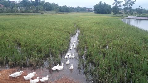 A flock of ducks in the countryside .