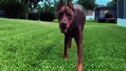 Dangerous beautiful long ear dog 🐩 Dober man