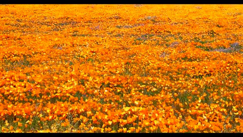 The California Poppy Preserve