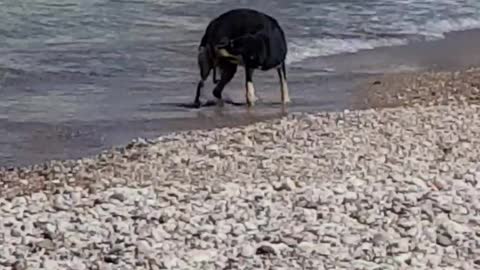 Dog on beach won't stop chasing its tail