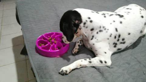 Tiki, the Spoiled Beaglematian Dog Lazily Eats on Bed