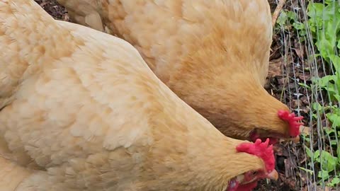 OMC! Chickens behind the fence! 🐔💖 #chickens #backyardchickens #hens #orpington #shorts #shortsvideo