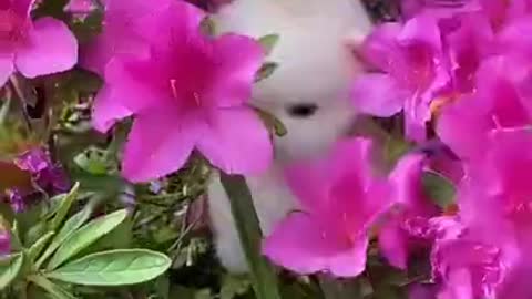 Lovely and funny animals Lovely dog videos 2 in 2021