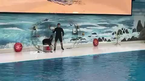 dubai dolphinarium