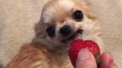 Cute dog tries to eat Strawberry