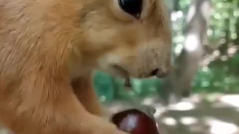 Squirrel eating nuts