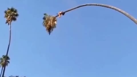 Amazing working cutting tree