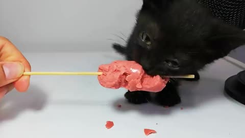 Kitten eating Sausage ASMR