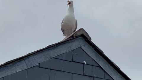 Seagull Says Wow