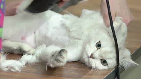 British shorthair white being groomed. Pet getting haircut. Cat haircuts for summer