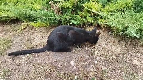 cat and kitten enjoying their food outdoors! 🐱🐾