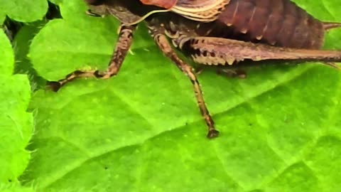 Beautiful grasshoppers on a bush / beautiful insects in nature.