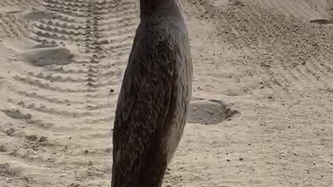 strange bird shag walking on the beach part 2