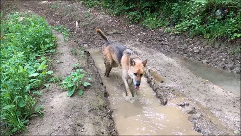 Dog in Dirty Water