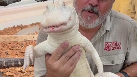 Albino American alligator love their food