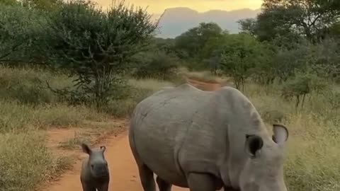 So Cute Babies Rhino With His Mother #shorts #shortvideo #video #virals #videoviral