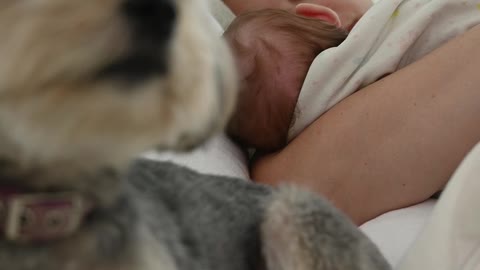 Dog and baby sleeping to home