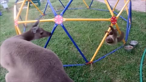 Baby Sloths Being Sloths - Funny Video