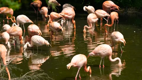 Pelican drinks from water